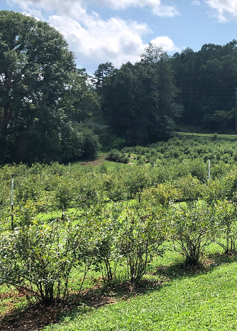 About Us – Cool Springs Blueberry Farm